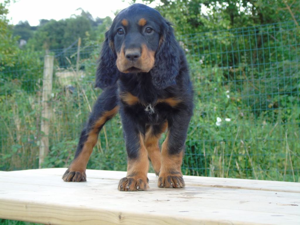 Du Domaine De Phoebapooros - Chiots disponibles - Setter Gordon