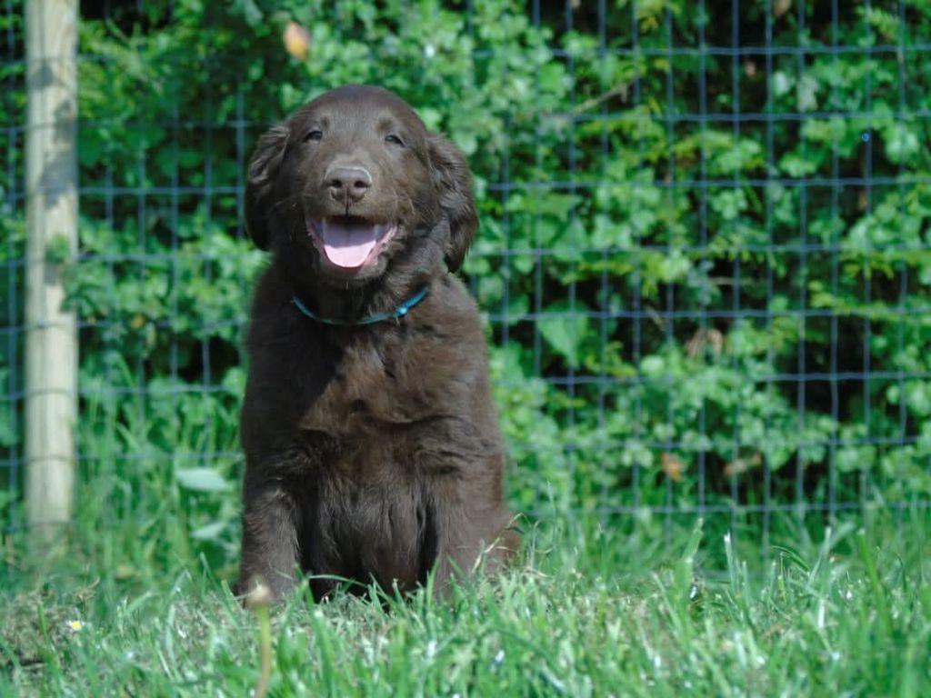 Du Domaine De Phoebapooros - Chiots disponibles - Flat Coated Retriever