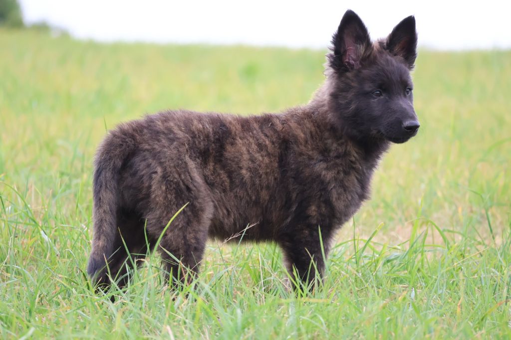 Du Domaine De Phoebapooros - Chiots disponibles - Berger hollandais