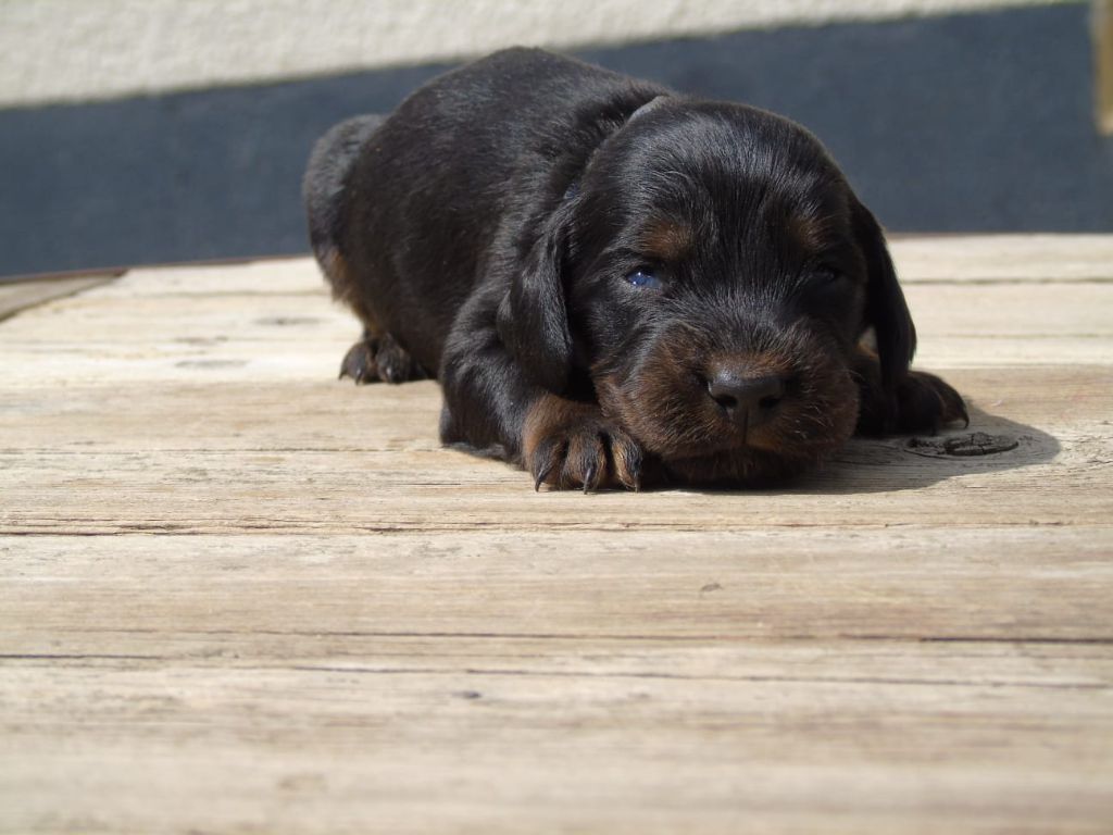 Du Domaine De Phoebapooros - Chiots disponibles - Setter Gordon
