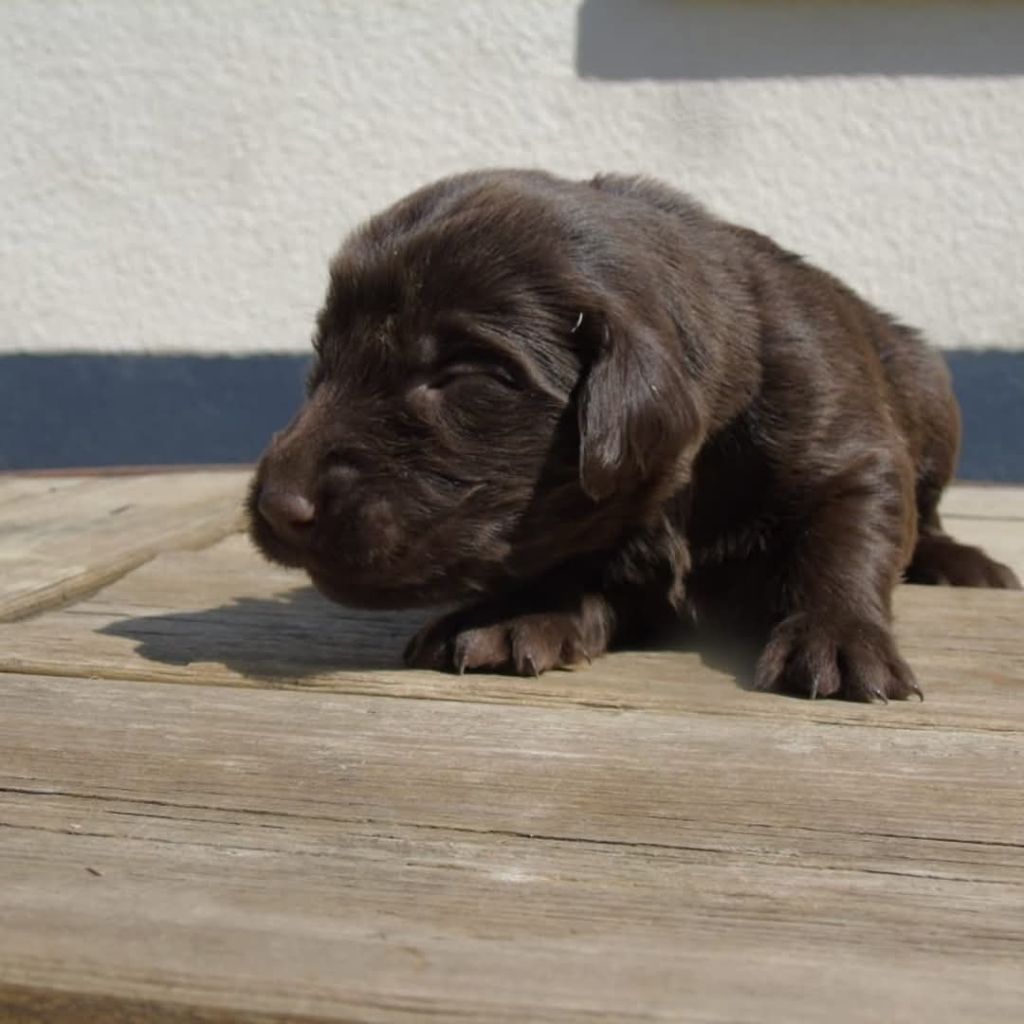 Du Domaine De Phoebapooros - Chiots disponibles - Flat Coated Retriever
