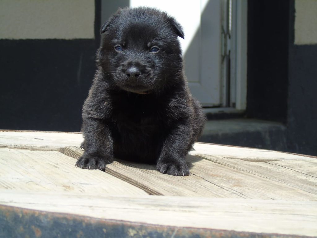 Du Domaine De Phoebapooros - Chiots disponibles - Berger hollandais