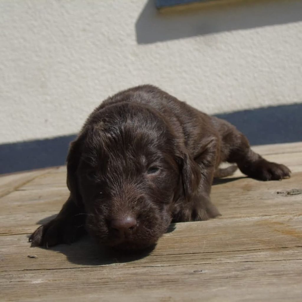 Du Domaine De Phoebapooros - Chiots disponibles - Flat Coated Retriever