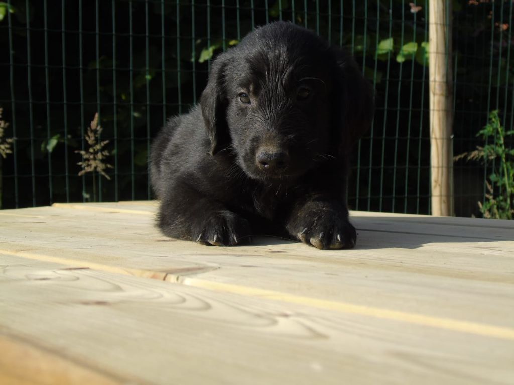 Du Domaine De Phoebapooros - Chiots disponibles - Flat Coated Retriever