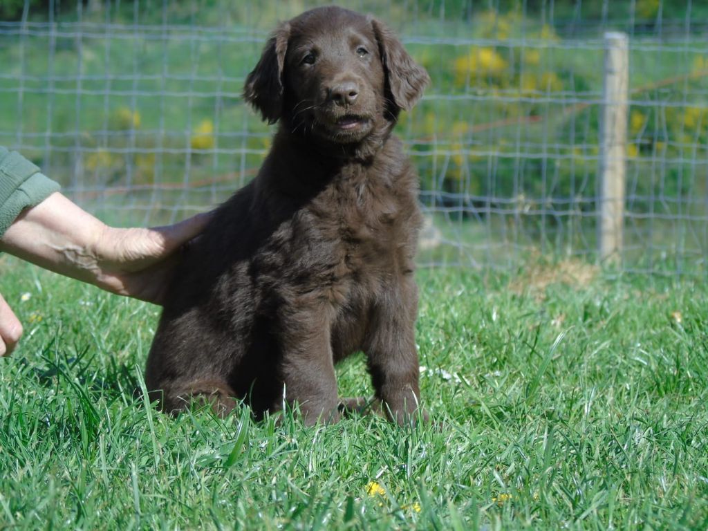 Du Domaine De Phoebapooros - Flat Coated Retriever - Portée née le 19/02/2025