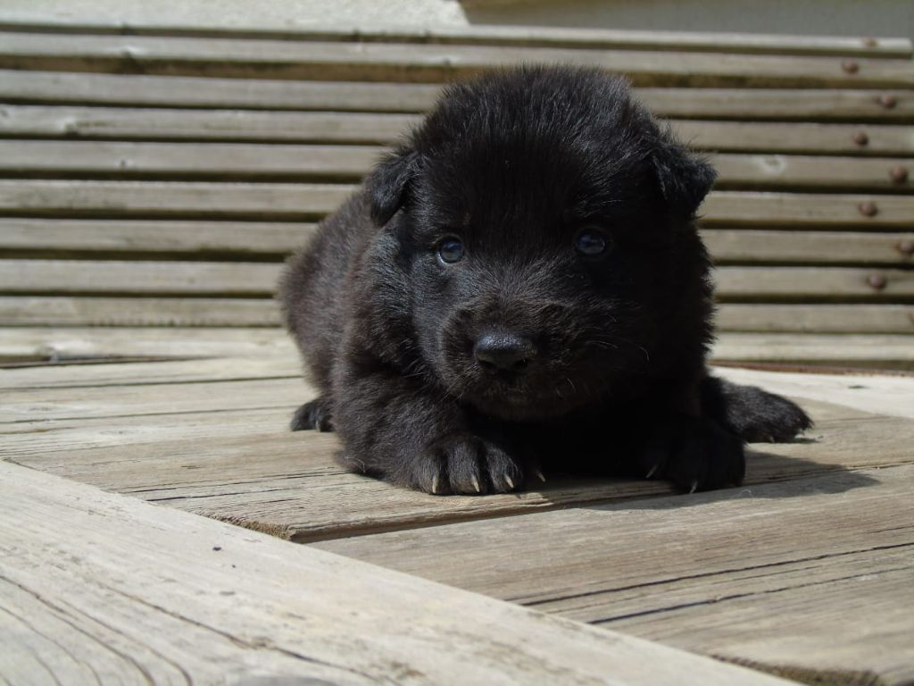 Du Domaine De Phoebapooros - Chiots disponibles - Berger hollandais
