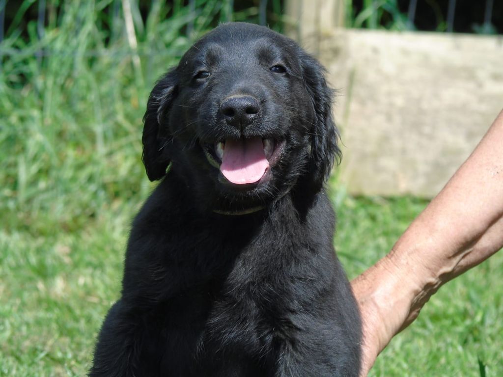 Du Domaine De Phoebapooros - Chiots disponibles - Flat Coated Retriever