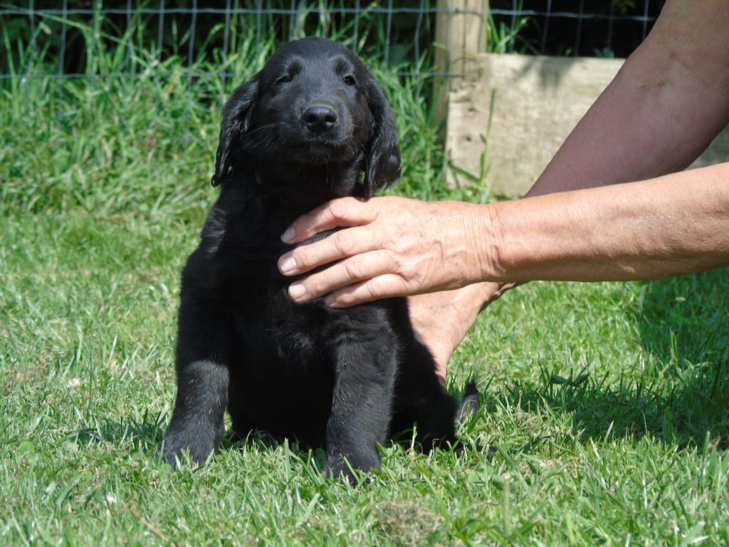 Du Domaine De Phoebapooros - Chiots disponibles - Flat Coated Retriever