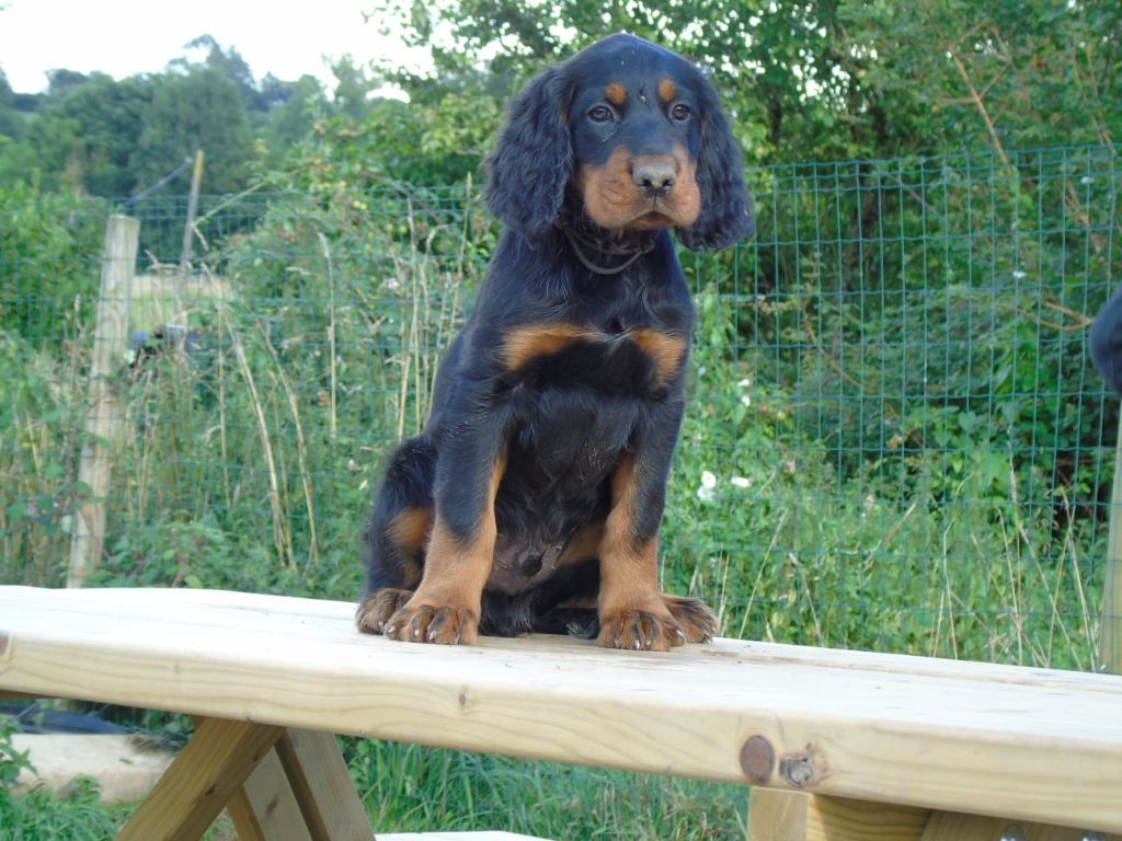 Du Domaine De Phoebapooros - Chiots disponibles - Setter Gordon