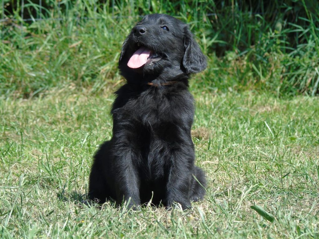 Du Domaine De Phoebapooros - Chiots disponibles - Flat Coated Retriever
