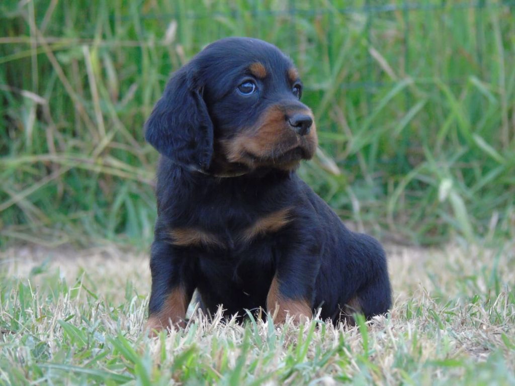 Du Domaine De Phoebapooros - Chiots disponibles - Setter Gordon
