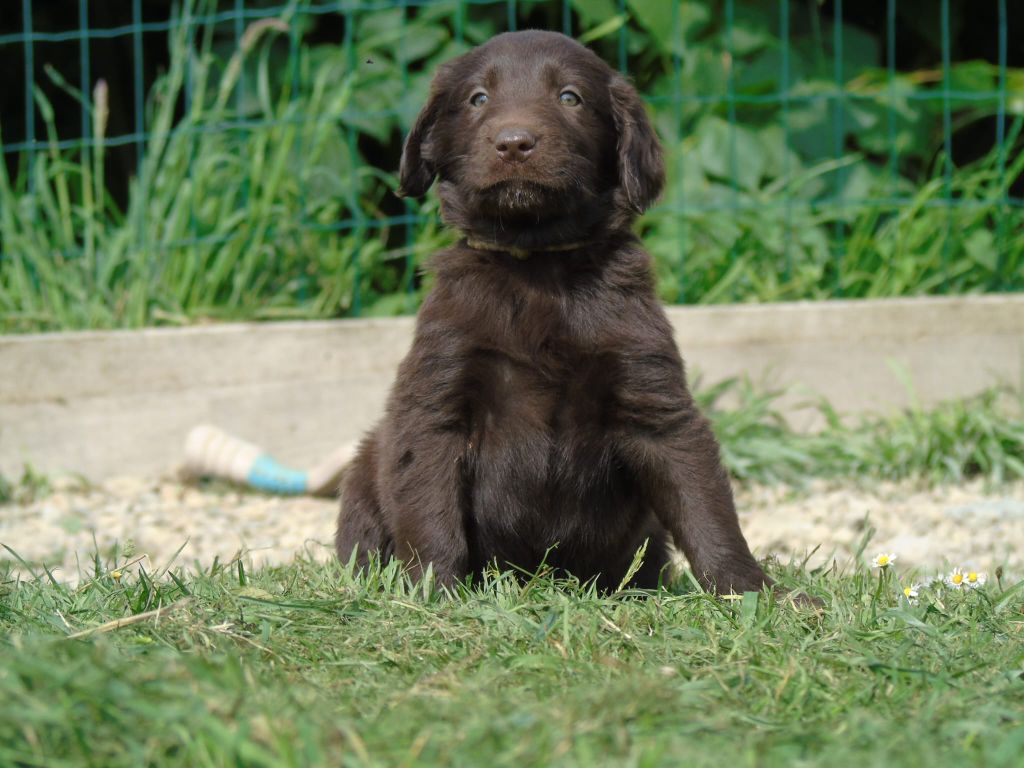 Du Domaine De Phoebapooros - Chiots disponibles - Flat Coated Retriever