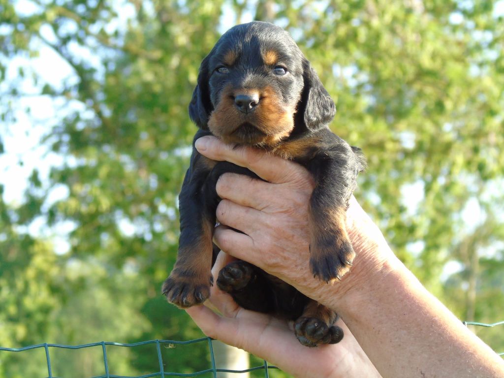 Du Domaine De Phoebapooros - Chiots disponibles - Setter Gordon
