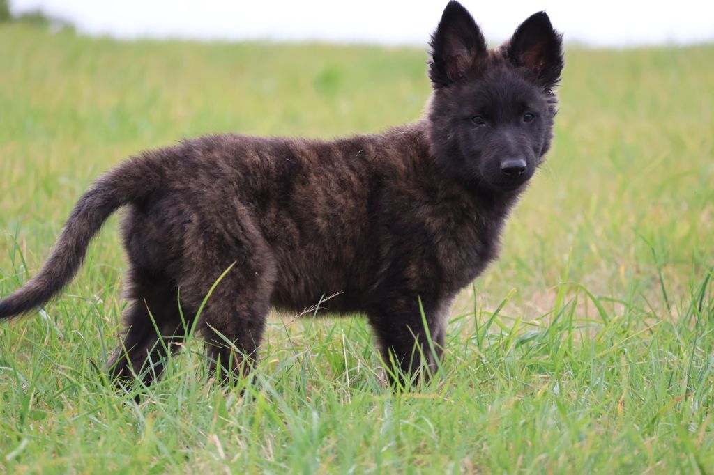 Chiot Berger hollandais Du Domaine De Phoebapooros