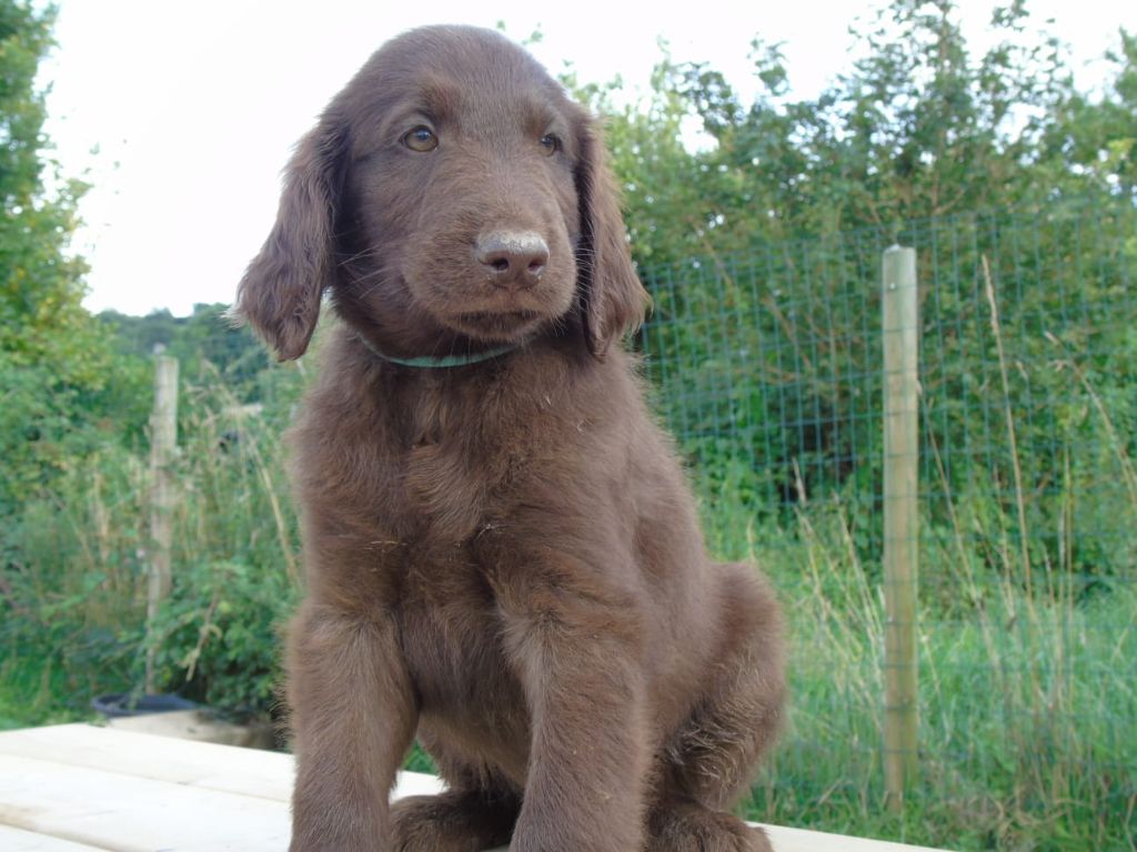 Du Domaine De Phoebapooros - Chiots disponibles - Flat Coated Retriever