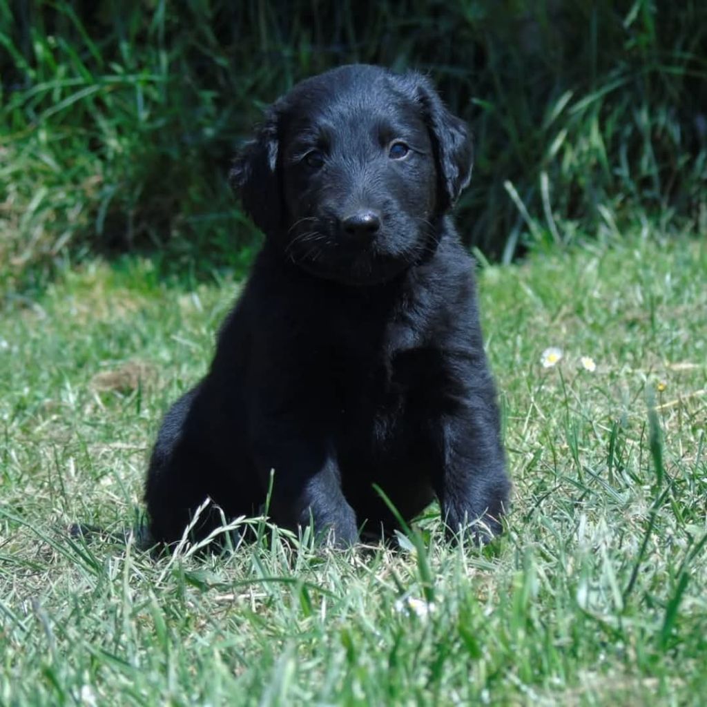 Du Domaine De Phoebapooros - Chiots disponibles - Flat Coated Retriever