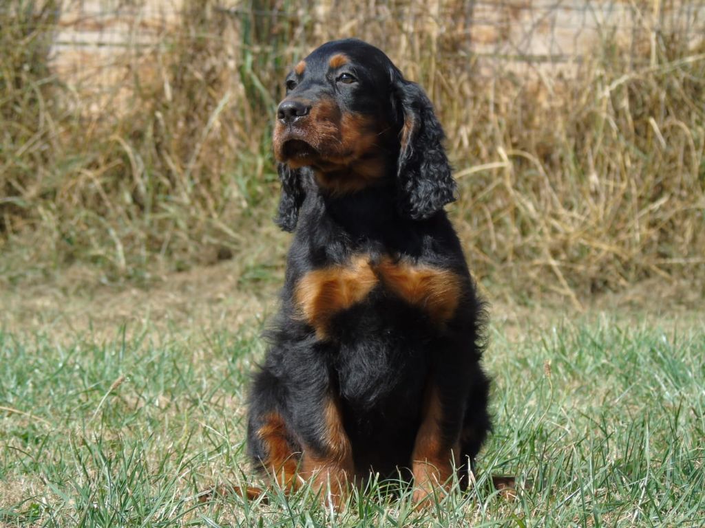 Du Domaine De Phoebapooros - Setter Gordon - Portée née le 09/06/2024