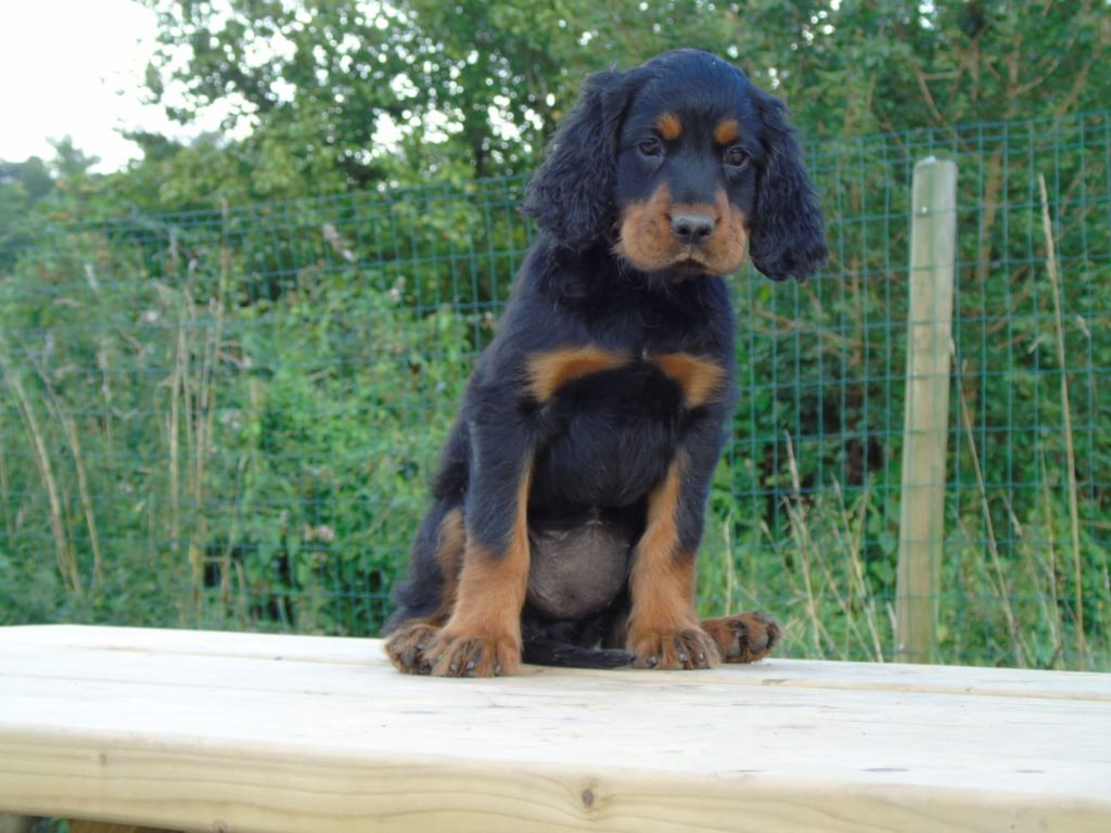 Du Domaine De Phoebapooros - Chiots disponibles - Setter Gordon