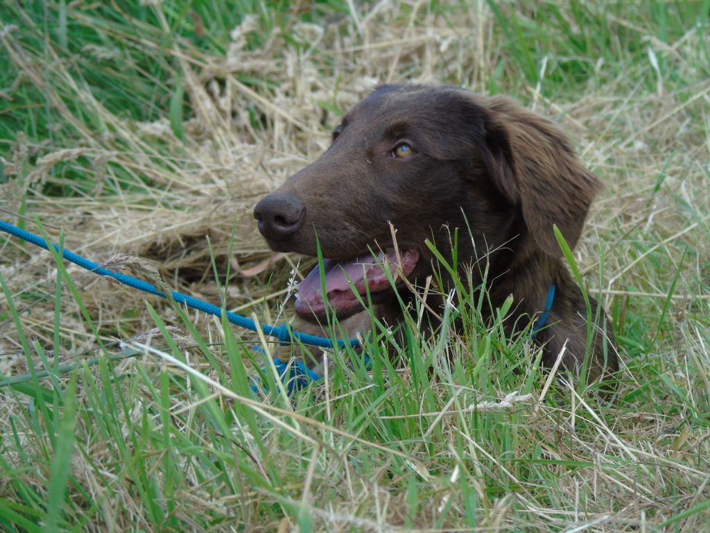 Du Domaine De Phoebapooros - Flat Coated Retriever - Portée née le 30/01/2024