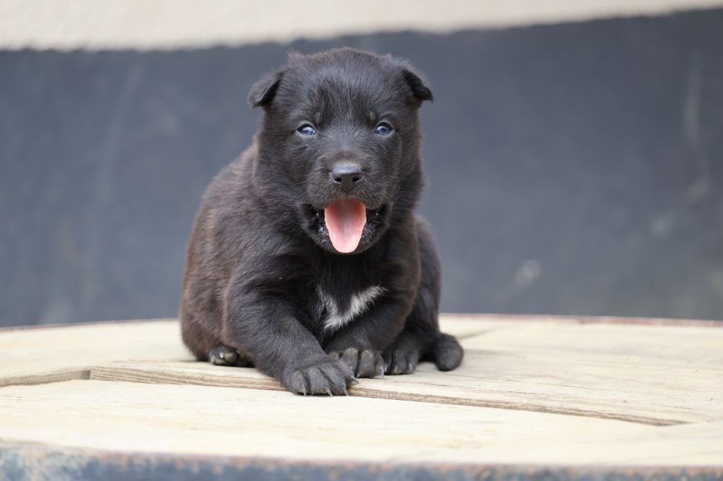 Du Domaine De Phoebapooros - Chiots disponibles - Berger hollandais