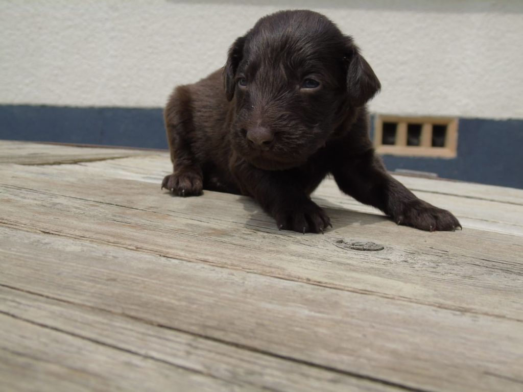 Du Domaine De Phoebapooros - Chiots disponibles - Flat Coated Retriever