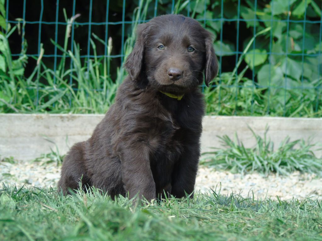Du Domaine De Phoebapooros - Chiots disponibles - Flat Coated Retriever