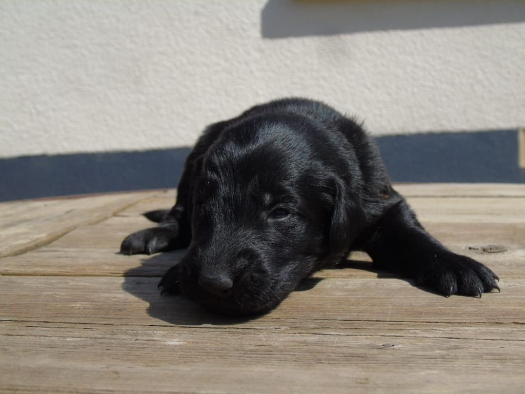 Du Domaine De Phoebapooros - Chiots disponibles - Flat Coated Retriever