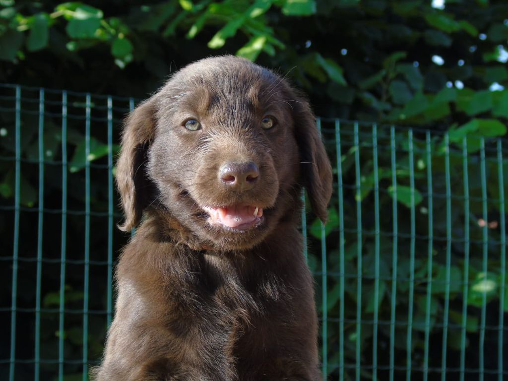 Du Domaine De Phoebapooros - Chiots disponibles - Flat Coated Retriever