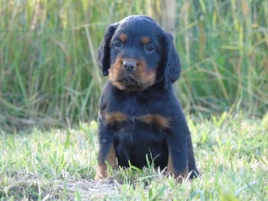 Du Domaine De Phoebapooros - Chiots disponibles - Setter Gordon