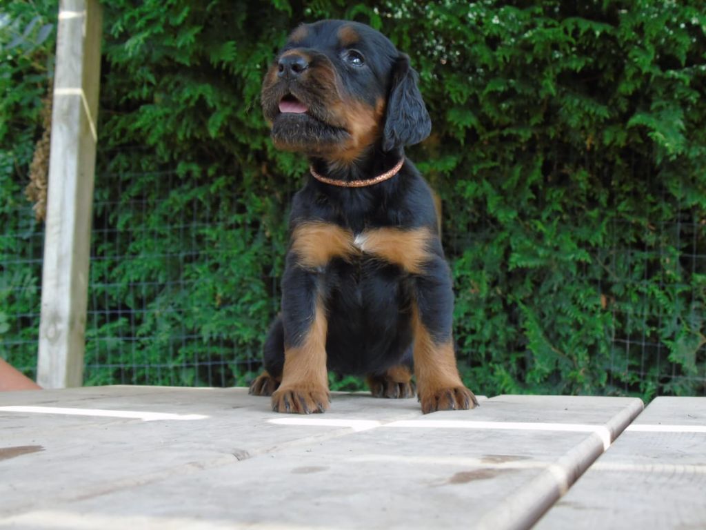 Du Domaine De Phoebapooros - Chiots disponibles - Setter Gordon