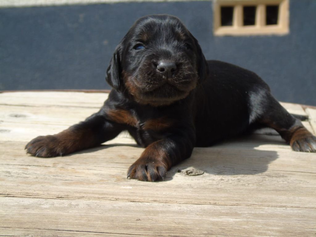 Du Domaine De Phoebapooros - Chiots disponibles - Setter Gordon