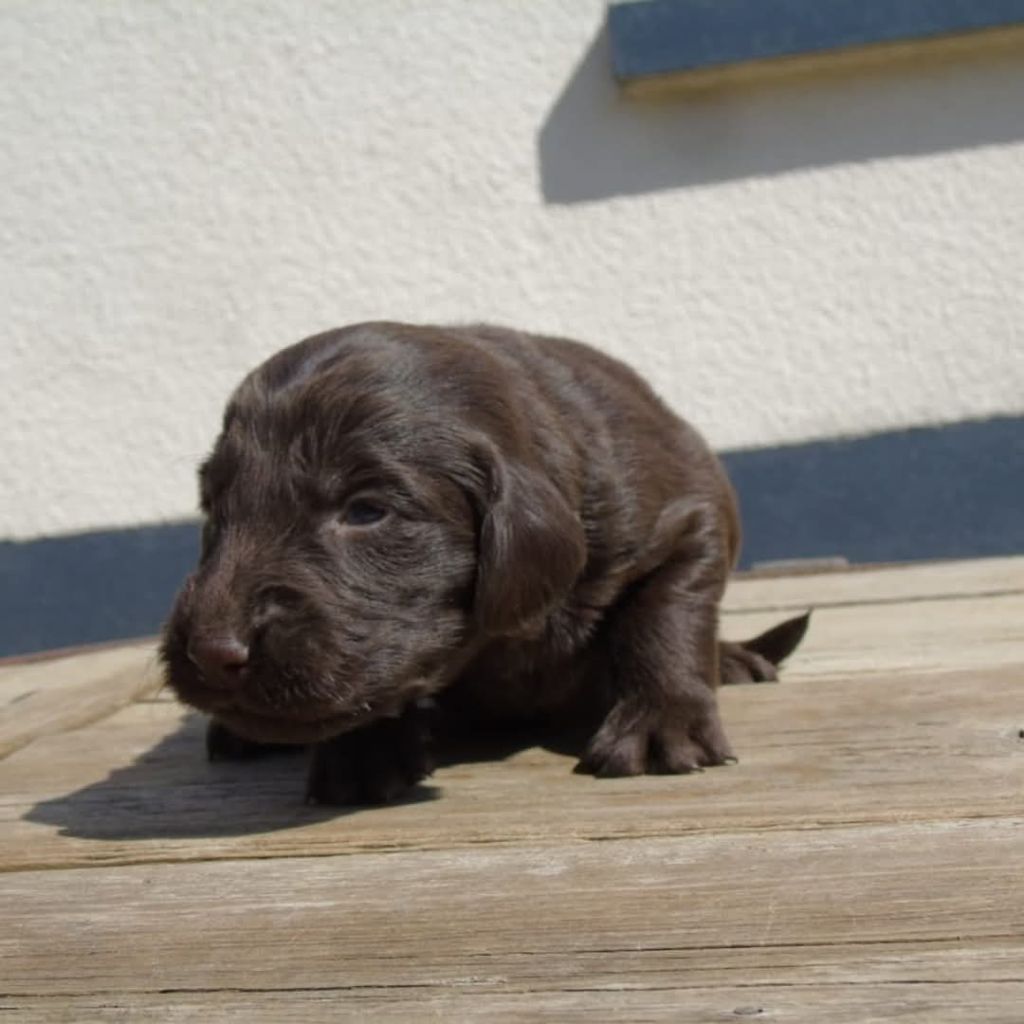 Du Domaine De Phoebapooros - Chiots disponibles - Flat Coated Retriever