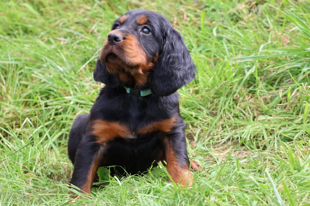 Du Domaine De Phoebapooros - Chiots disponibles - Setter Gordon