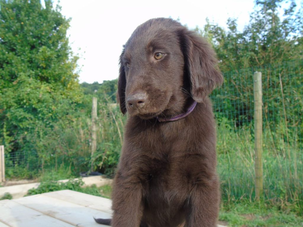 Du Domaine De Phoebapooros - Chiots disponibles - Flat Coated Retriever