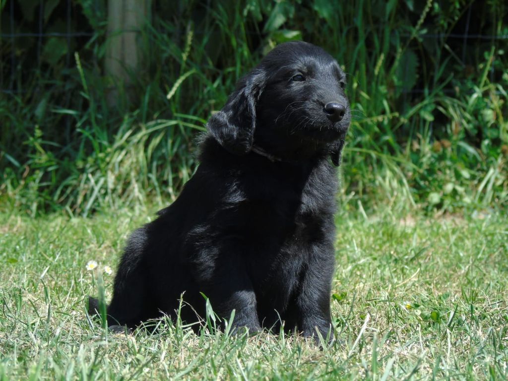 Du Domaine De Phoebapooros - Chiots disponibles - Flat Coated Retriever