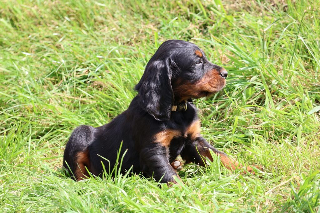 Du Domaine De Phoebapooros - Chiots disponibles - Setter Gordon