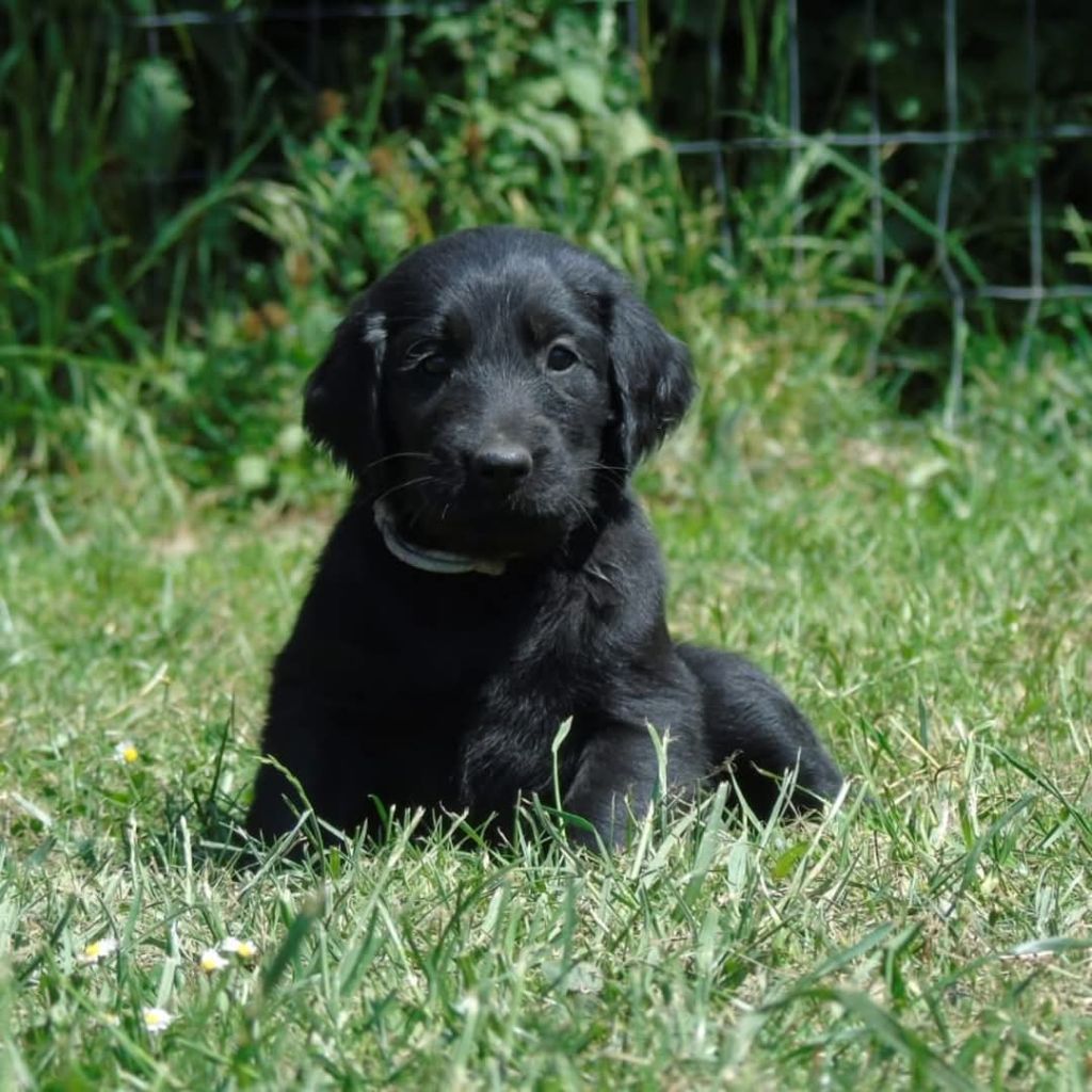 Du Domaine De Phoebapooros - Chiots disponibles - Flat Coated Retriever