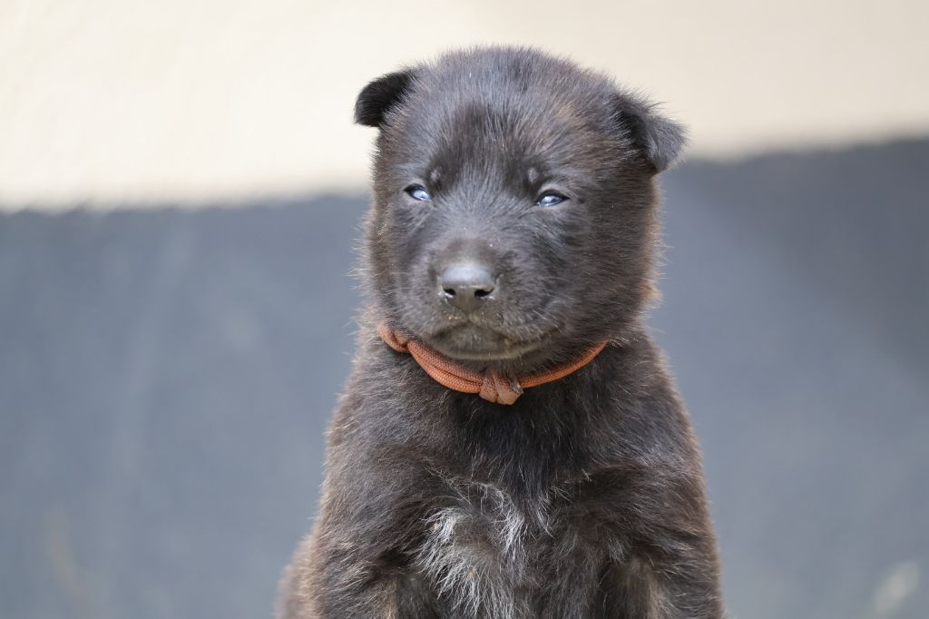Du Domaine De Phoebapooros - Chiots disponibles - Berger hollandais