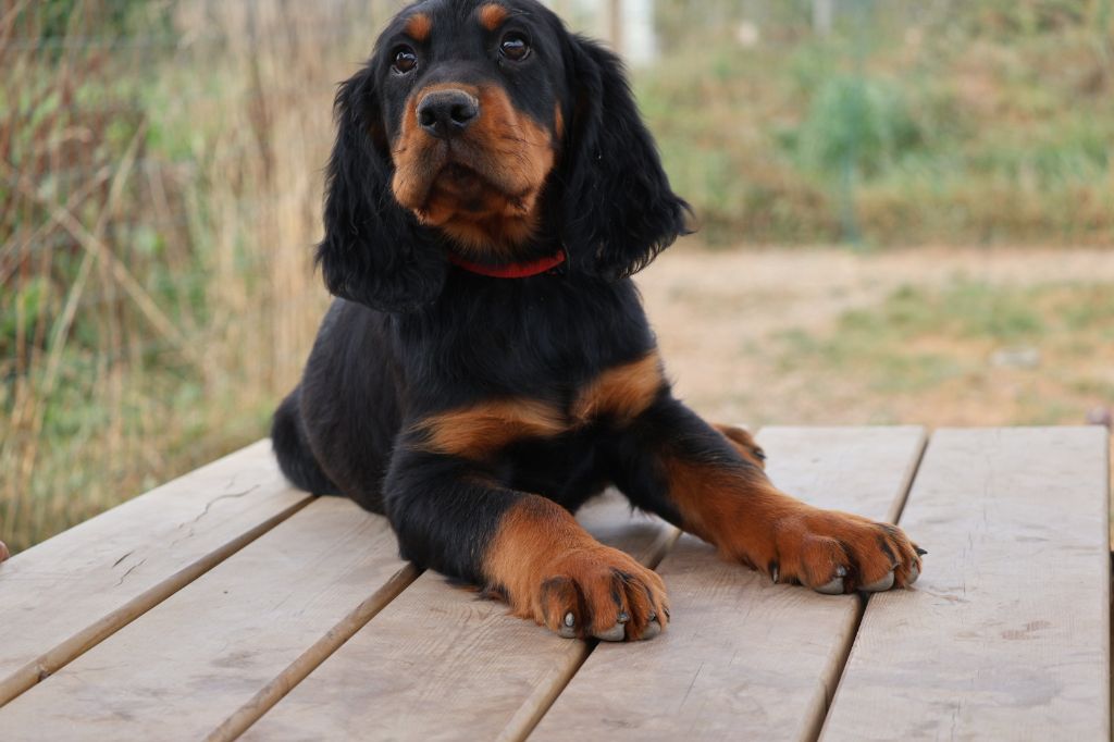 Du Domaine De Phoebapooros - Setter Gordon - Portée née le 14/06/2025