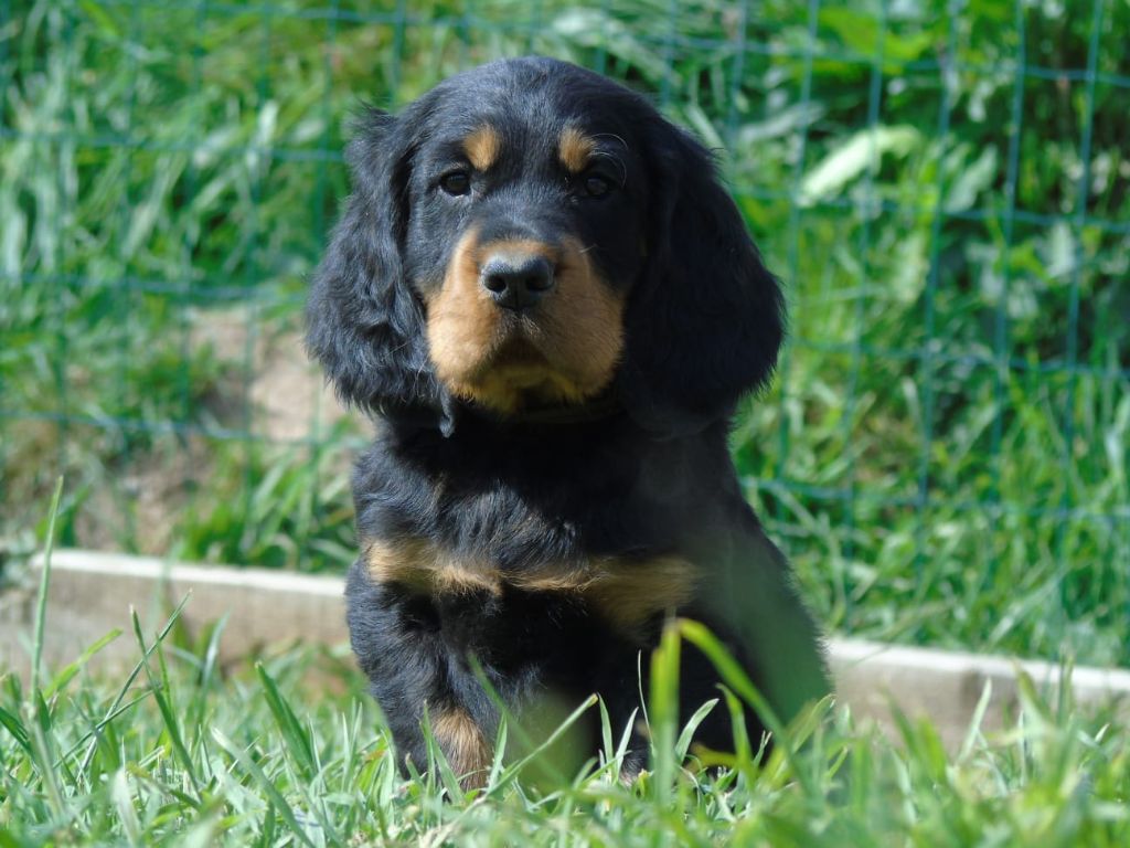 Du Domaine De Phoebapooros - Chiots disponibles - Setter Gordon