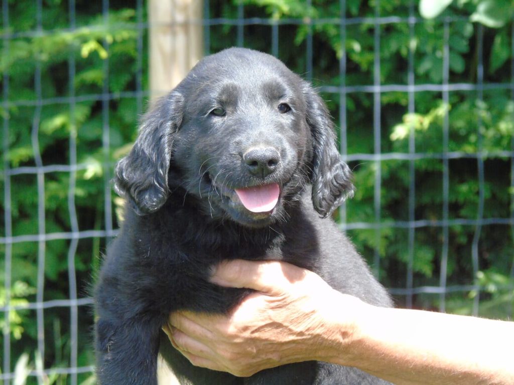 Du Domaine De Phoebapooros - Chiots disponibles - Flat Coated Retriever