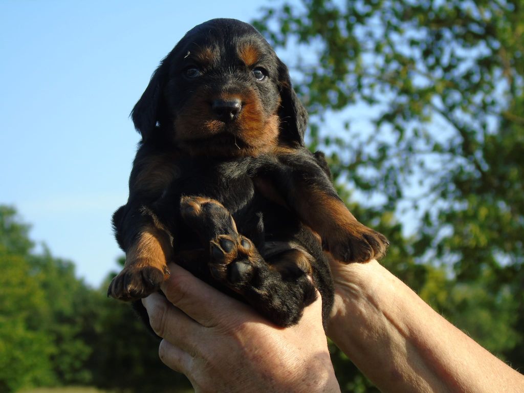 Du Domaine De Phoebapooros - Chiots disponibles - Setter Gordon