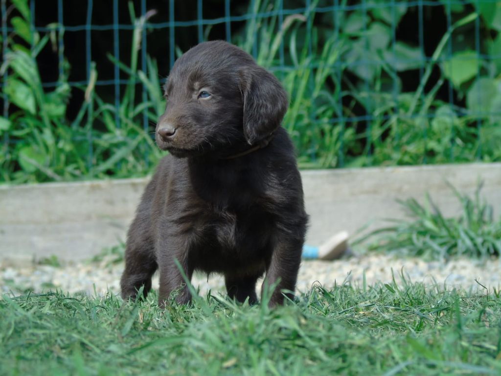 Du Domaine De Phoebapooros - Chiots disponibles - Flat Coated Retriever