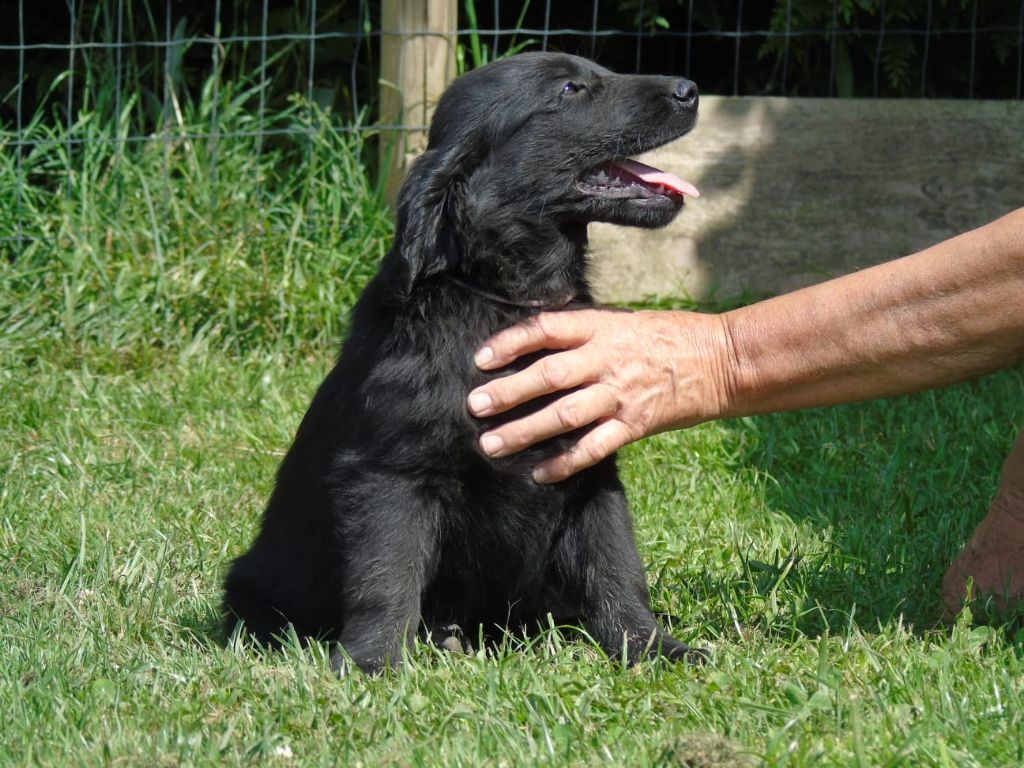 Du Domaine De Phoebapooros - Chiots disponibles - Flat Coated Retriever