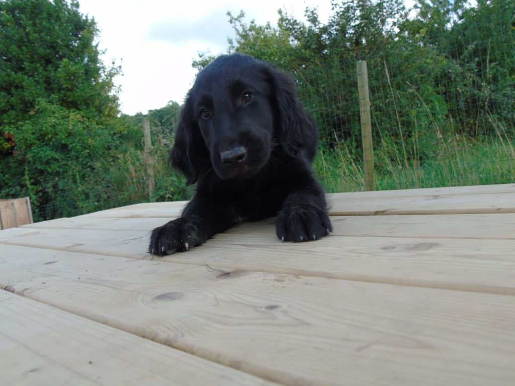 Du Domaine De Phoebapooros - Chiots disponibles - Flat Coated Retriever