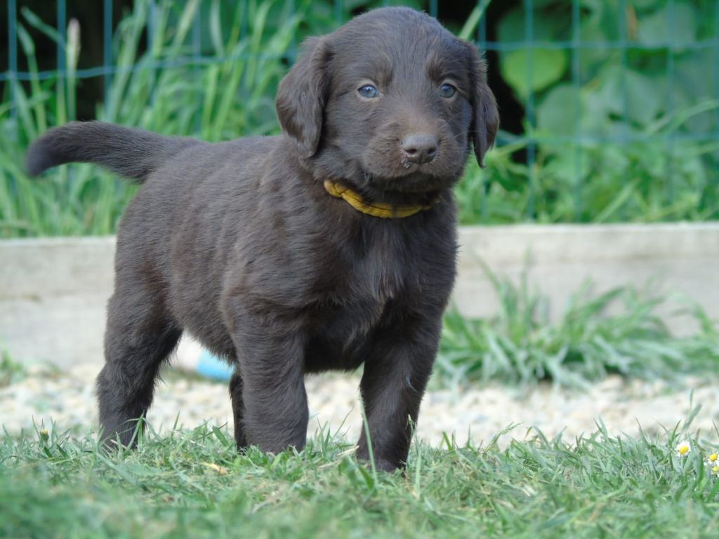 Du Domaine De Phoebapooros - Chiots disponibles - Flat Coated Retriever
