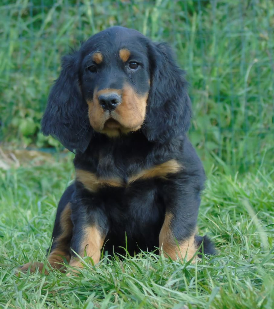 Du Domaine De Phoebapooros - Chiots disponibles - Setter Gordon