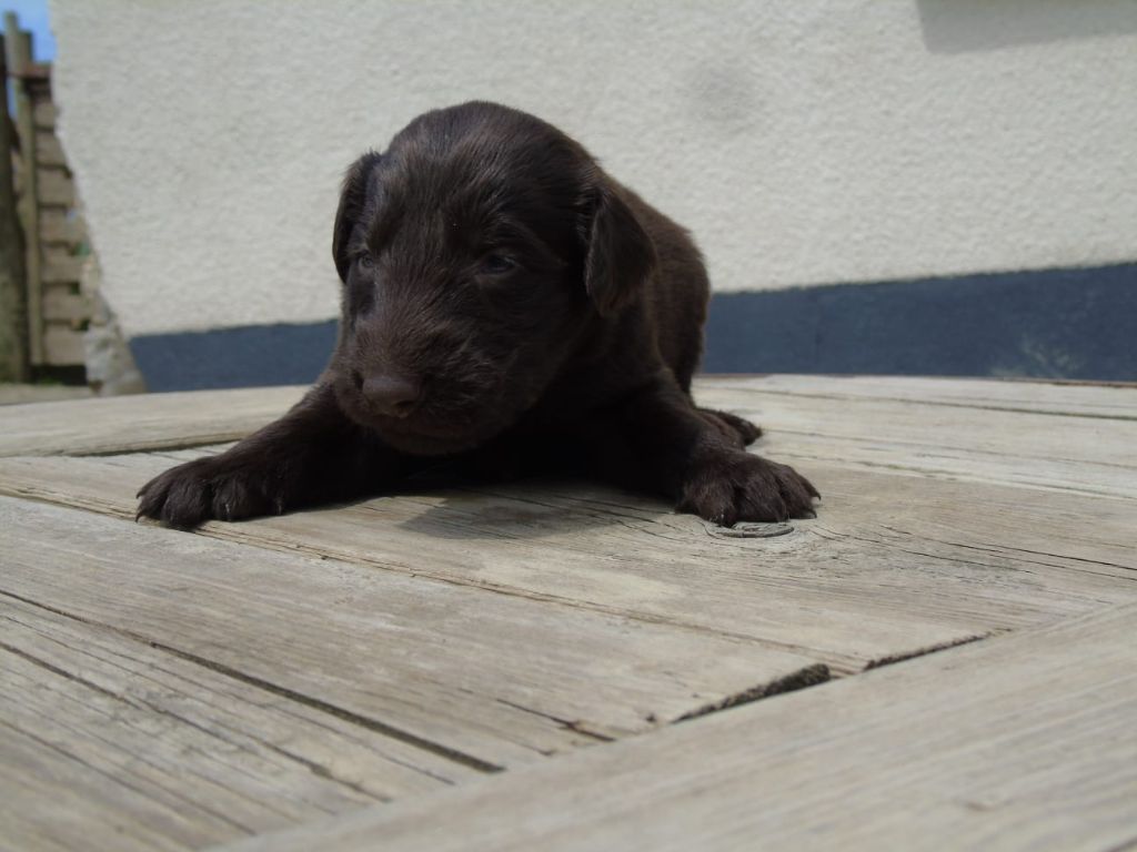 Du Domaine De Phoebapooros - Chiots disponibles - Flat Coated Retriever