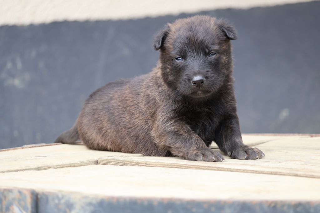 Du Domaine De Phoebapooros - Chiots disponibles - Berger hollandais