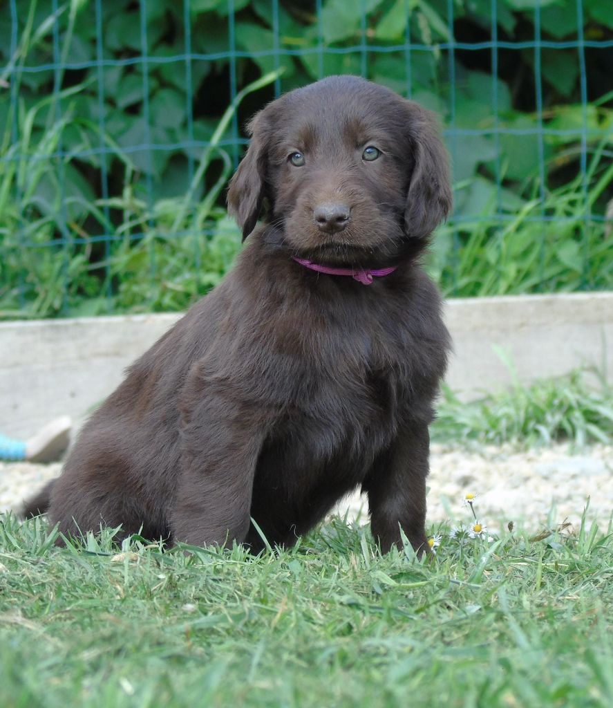 Du Domaine De Phoebapooros - Chiots disponibles - Flat Coated Retriever